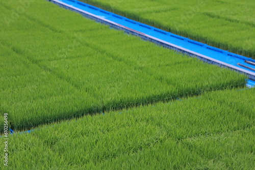 田舎の風景