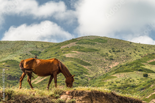 The horse is grazing on the hillside. A bird on the back of a horse.