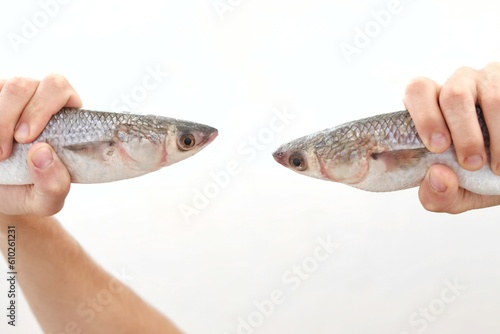 Two fish on a white background, in the hands, Buri, forehead, mullet, pelengas, sea fish, background, background image, wallpaper, for presentations