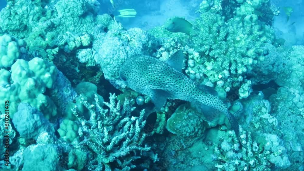 Porcupinefish also commonly called blowfish or balloonfish and globefish at the bottom of the Red sea in Egypt Porcupinefish also commonly called blowfish or balloonfish and globefish at the bottom of the Red sea in Egypt