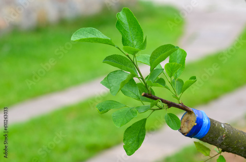 Spring grafting of plums of one variety to another