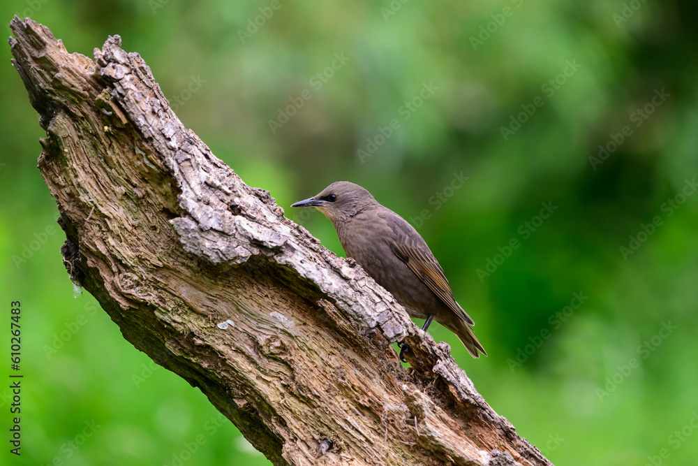 Starling, Sturnus vulgarus, perched on a tree log Starling, Sturnus vulgarus, perched on a tree log