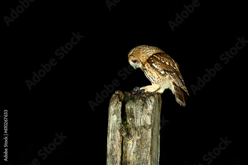 Tawny Owl, Strix aluco, perched on a gate post on famland photo