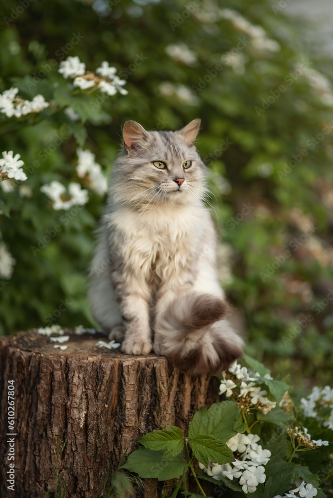 Photo of a gray fluffy cat in a spring garden.
