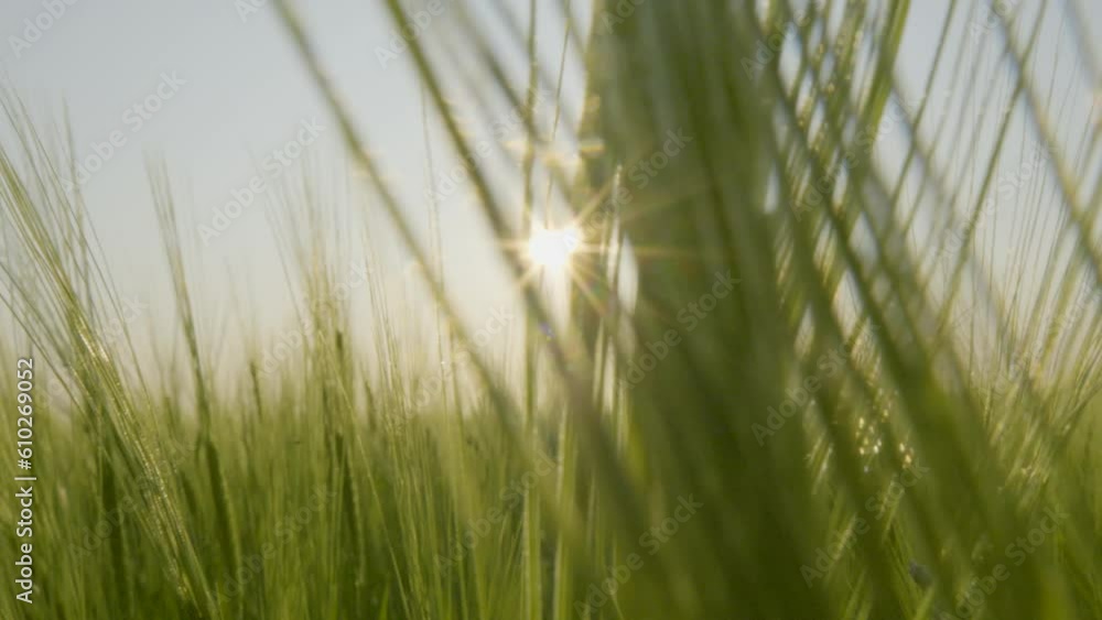 Close up detailed view of six-row barley cereal grain crop swaying at sunset Close up detailed view of six-row barley cereal grain crop swaying at sunset