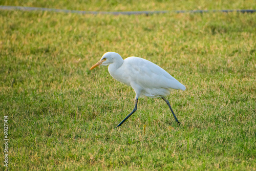 Closeup shot of Cattle egret walking around the grass field looking for insects.