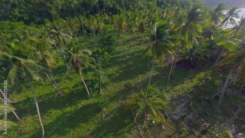 FPV drone flight through lush palm tree plantation, El Valle beach, Samana FPV drone flight through lush palm tree plantation, El Valle beach, Samana