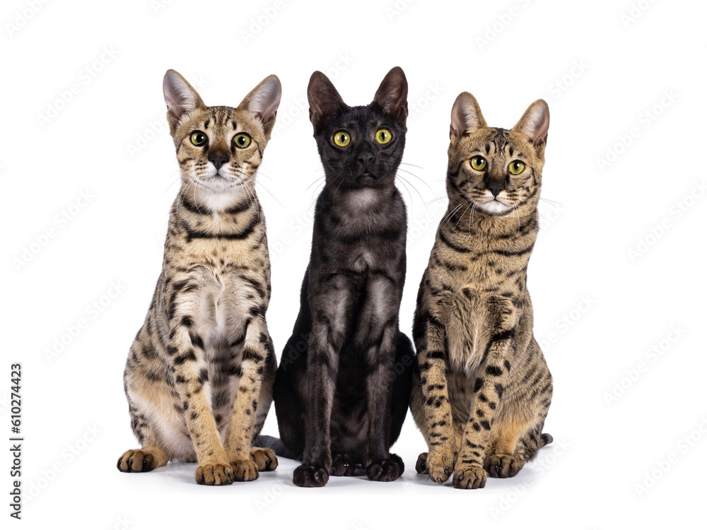 Trio of Savannah cats, sitting up facing front beside each other. All looking towards camera. isolated on a white background.