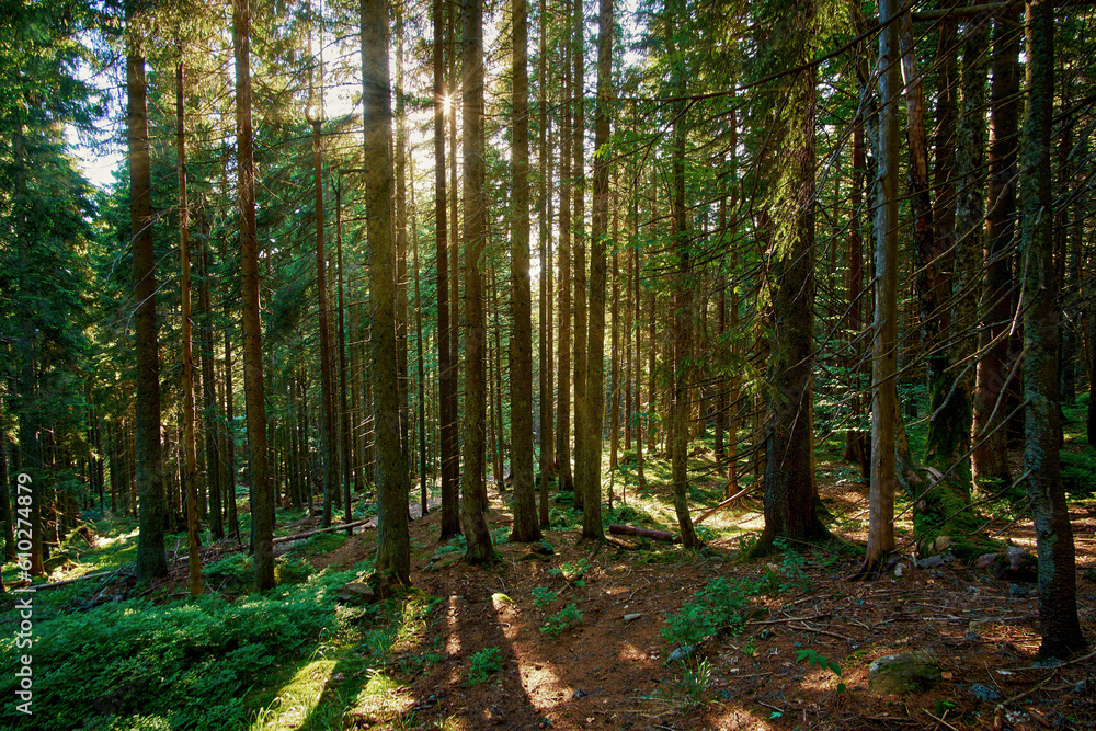 Obraz premium Sunset in a coniferous forest. Beautiful summer evening, sun rays among fragrant pines