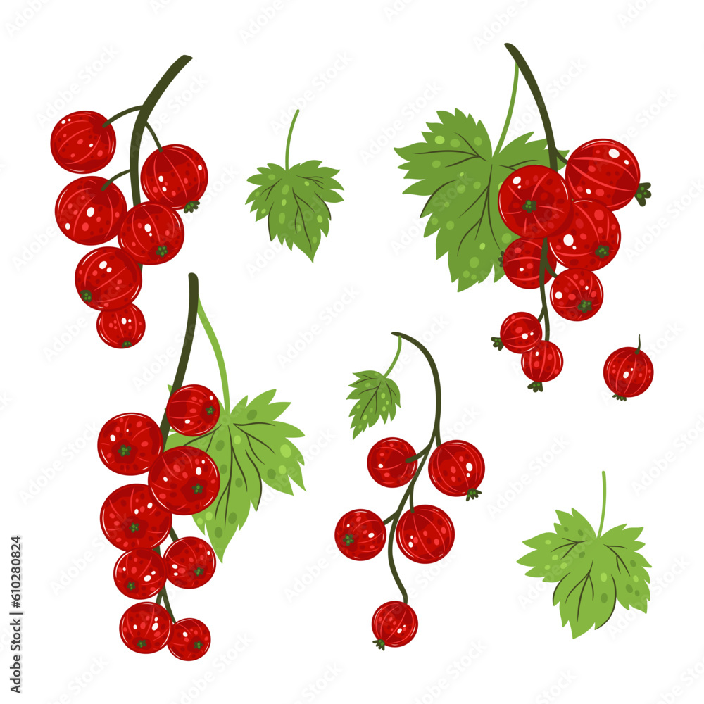 Set of sprigs of red currant isolated on white background. Vector graphics. Set of sprigs of red currant isolated on white background. Vector graphics.