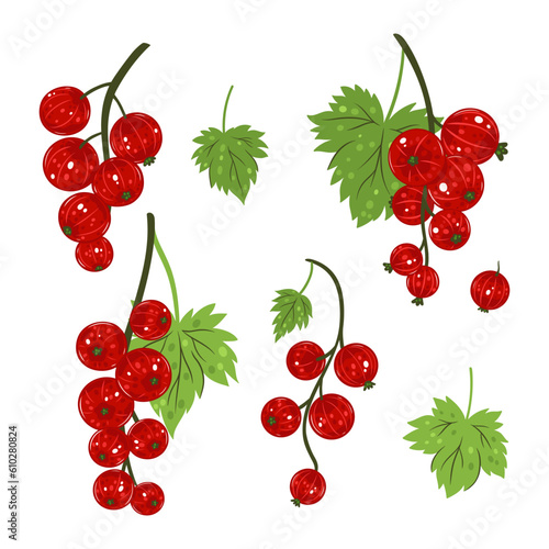 Set of sprigs of red currant isolated on white background. Vector graphics.