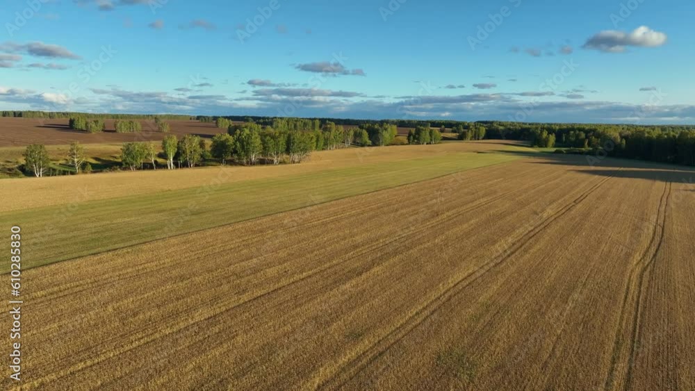Agricultural field in summer. Aerial view
Agricultural field in summer. Aerial view