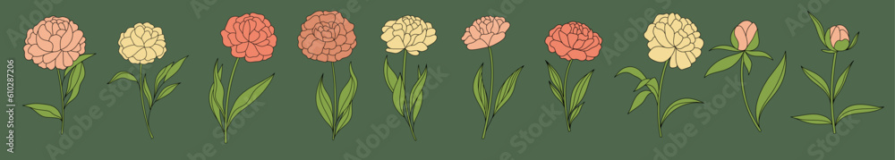 Set of peonies and Malva flowers. Perfect for herbal medicine and organic cosmetics. Vector.