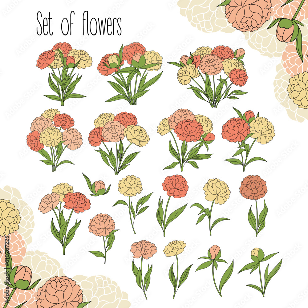 Set of peonies and flower bouquets. Perfect for wedding invitations and organic cosmetics. Vector.