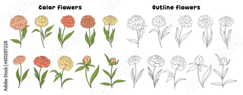 Set of peonies and Malva flowers. Perfect for herbal medicine and organic cosmetics. Vector.