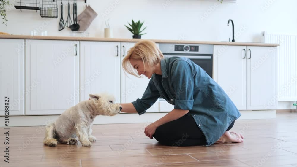 Close up view of charming lady holding left paw of adorable white terrier while leaning on floor of modern kitchen. Talented pet owner teaching purebred dog basic obedience on sunny day at home. Close up view of charming lady holding left paw of adorable white terrier while leaning on floor of modern kitchen. Talented pet owner teaching purebred dog basic obedience on sunny day at home.