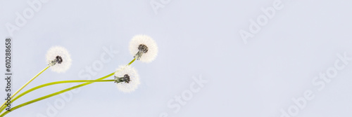 Soft fluffy dandelions with white seeds on a light gray background with space for text. Goodbye spring  hello summer. Copy space