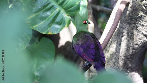 Exotic bird on a tree branch
