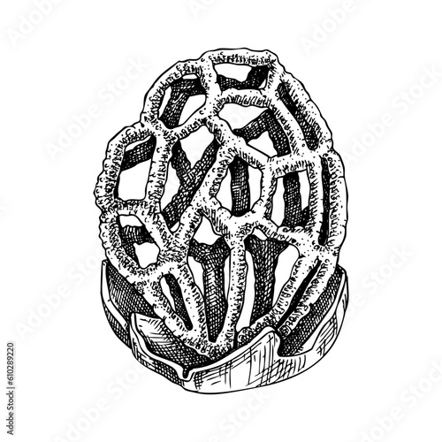 Latticed stinkhorn mushroom sketch. Poisonous fungus illustration. Hand drawn forest plant. Red cage mushroom drawing isolated on white background. Healthy food design element