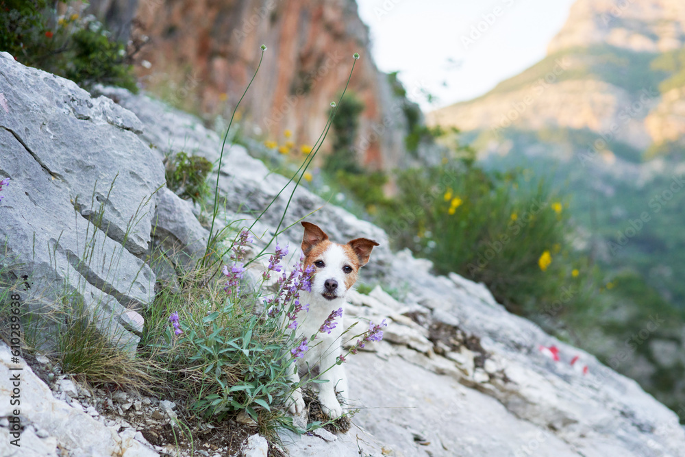 dog on a stone at mountains in flowers. Hiking with a Pet. Jack Russell Terrier in nature, at its peak - obrazy, fototapety, plakaty 