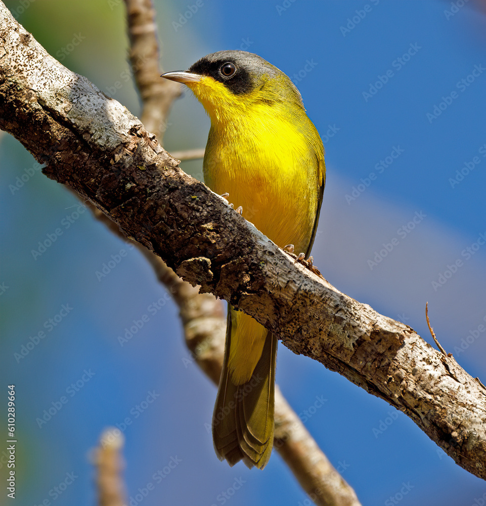Obraz premium A close-up on this beautiful Masked Yellowthroat (Geothlypis aequinoctialis), resting upon a small tree branch in the woods, on a morning by the end of autumn