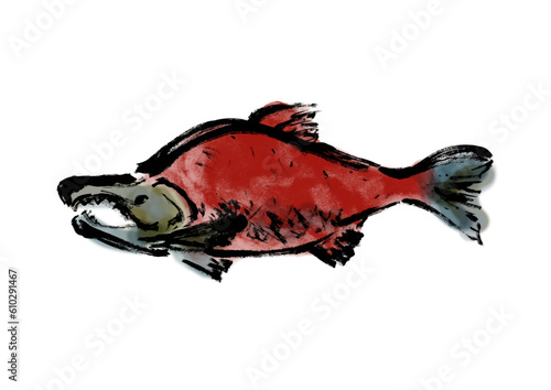 紅鮭の手描き和風イラスト和風素材
