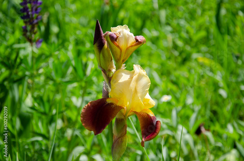 Beautiful yellow and red iris flower blooming in the garden