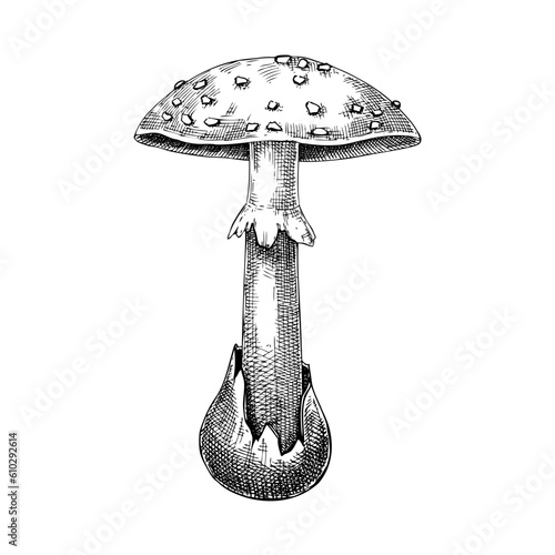 Dead cap mushroom sketch. Hand-drawn deadly poisonous fungus illustration. Forest mushroom drawing isolated on white.
