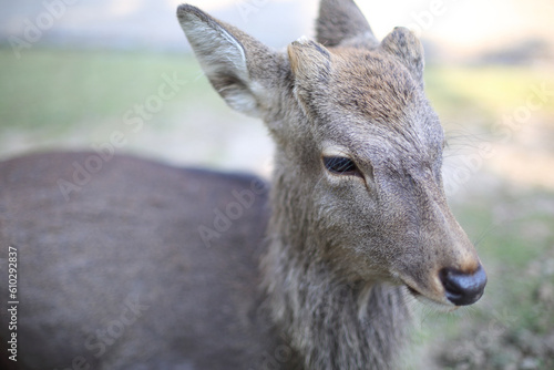 Fototapeta Naklejka Na Ścianę i Meble -  奈良公園の鹿