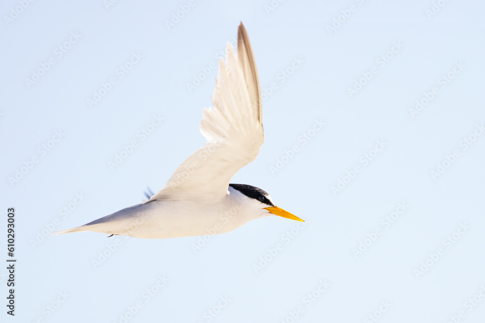 Least tern (Sternula antillarum) in flight over south Lido Beach, Florida Least tern (Sternula antillarum) in flight over south Lido Beach, Florida