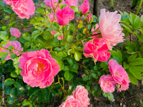 pink roses in garden - floral greeting card