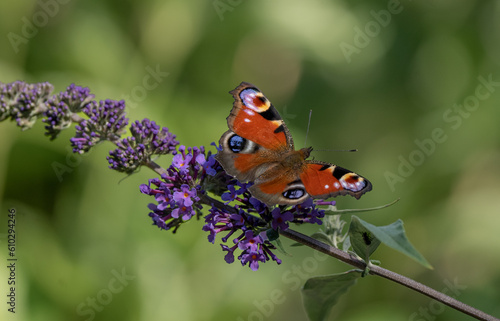 Peacock Butterfly on Buddleja