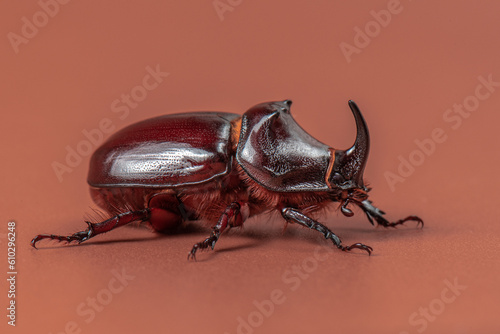 Male rhinoceros beetle on a warm brown background, profile view. Macro photography of a large brown beetle. Beautiful insect close-up. High quality horizontal photo of Oryctes nasicornis