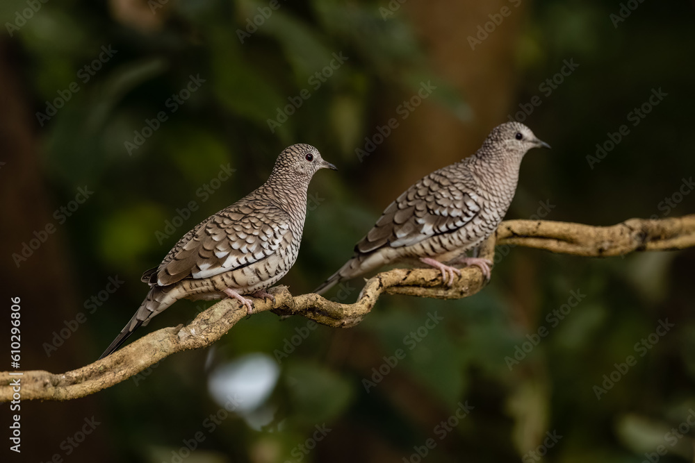 Scaled Doves Scaled Doves