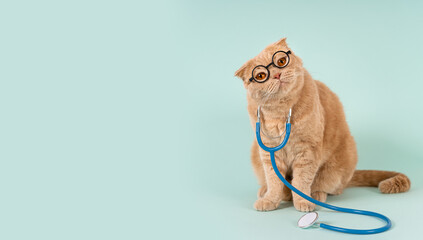 Veterinary clinic, medicines for pets banner concept. Funny cat wearing glasses and stethoscope sitting on blue background and looking at camera. Pet health care web line. Copy space, product place