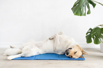 Cute mixed breed dog lying on cool mat looking up on white wall background