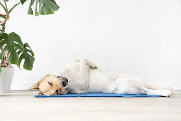 Cute mixed breed dog lying on cool mat looking up on white wall background