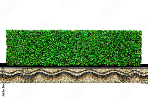 Isolated of Shrubs trimmed green tree wall fence with  bricks planter on white background.Beautiful tree from suitable use for natural environment decoration in architectural design.