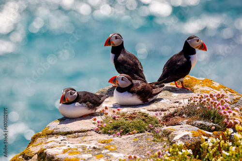 Papier peint Atlantic Puffins on rocks, overlooking sparkling sea at Saltee Islands, Wexford, Ireland