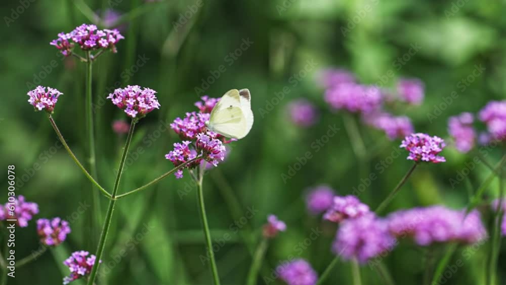 Little white butterflies take off in slow motion. Little white butterflies take off in slow motion.
