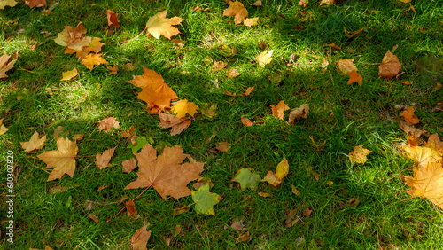 Green grass lawn covered with yellow and red tree leaves in autumn park