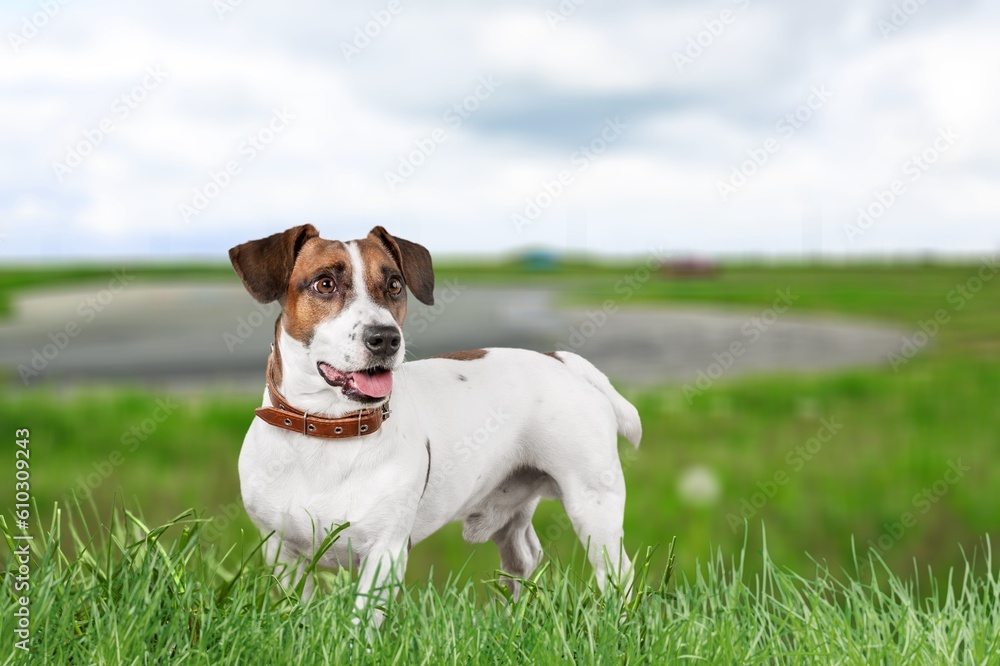 A smiling little dog puppy in a green meadow