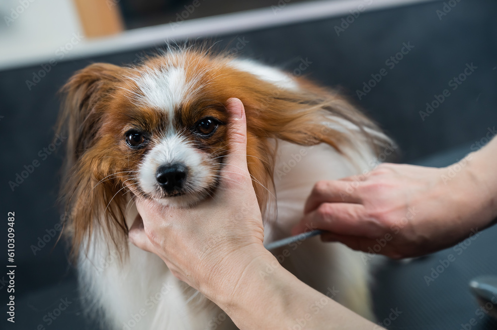 Caucasian woman dries the dog. Papillon Continental Spaniel in the grooming salon.  - obrazy, fototapety, plakaty 