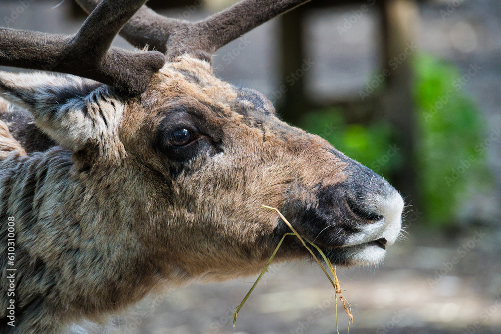 Fototapeta premium Elch im Wildpark