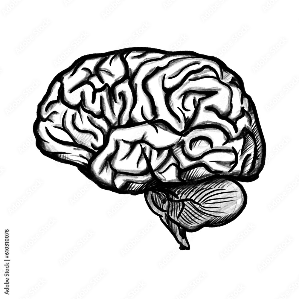 Brain (hand drawn/pencil and outline) Brain (hand drawn/pencil and outline)