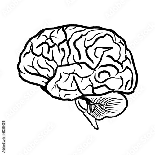 Brain (hand drawn pencil outline)