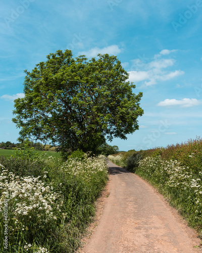 Small road past fields and trees in UK countryside, with blue skies and clouds in Spring