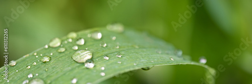 Raindrops on a leaf, green panoramic nature background