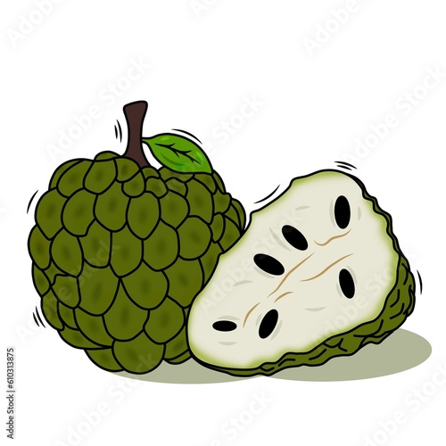 illustration of a vector design of a ripe ilama, custard apple or srikaya fruit, a tropical seasonal fruit with a refreshing taste, sliced fruit flesh along with seeds. photo