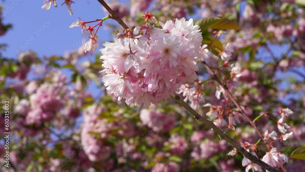 A blooming pink sakura swaying in the wind against the blue sky. Beautiful Japanese cherry blossoms on the branches. 4K footage. A blooming pink sakura swaying in the wind against the blue sky. Beautiful Japanese cherry blossoms on the branches. 4K footage.